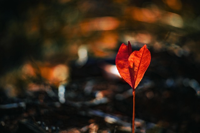 eco