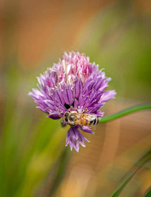 Unwind with Nature’s Scents: Top 5 Herbal Aromatic Perfumes Revealed!