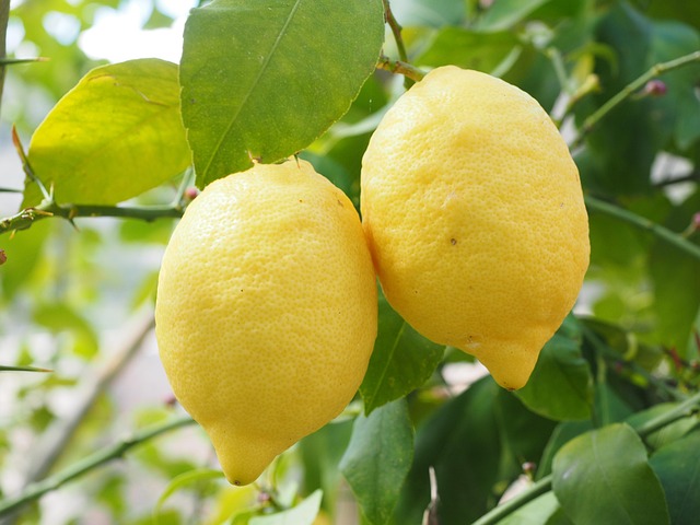 citrus