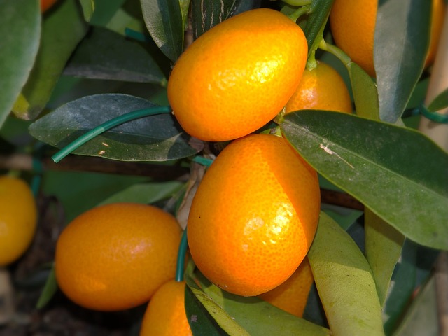 citrus