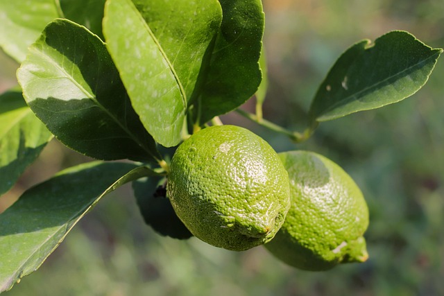 Discovering Your Perfect Match: Navigating Citrus Perfumes