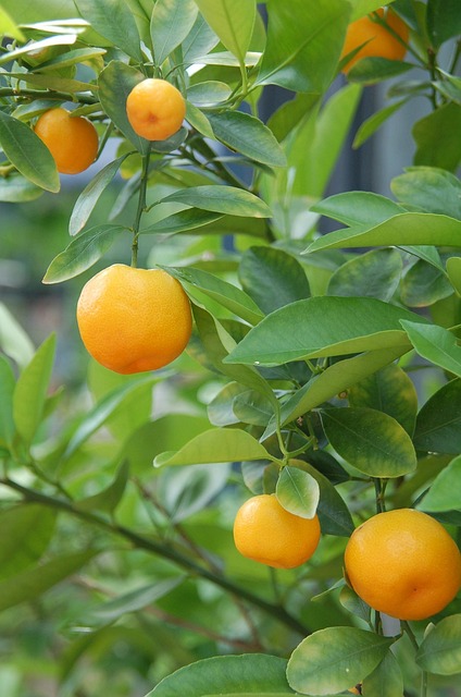 citrus