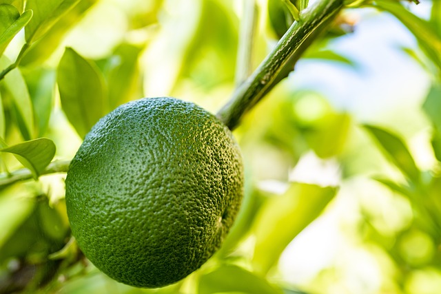 Citrus Perfumes & Skincare: Unlocking Freshness, Science, & Trends