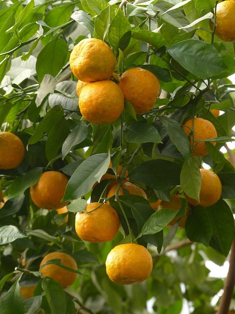 citrus-640x480-91386025.jpeg