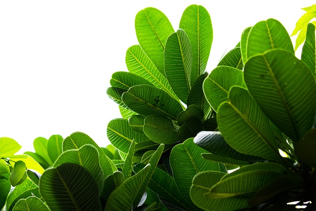 eco