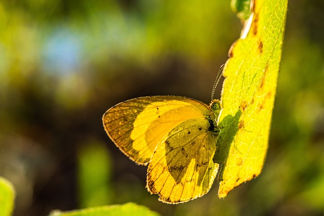 Revolutionizing Perfumery: The Rise of Eco-Friendly, Sustainable Scents