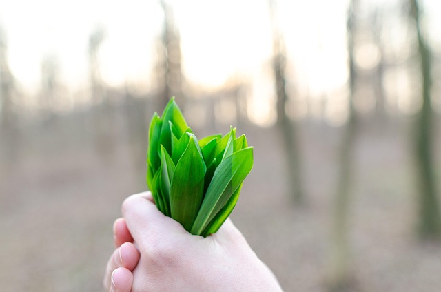 Discovering Affordable Herbal Perfumes: A Natural Scent Odyssey