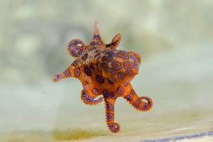 kraken-640x480-32738296.jpeg