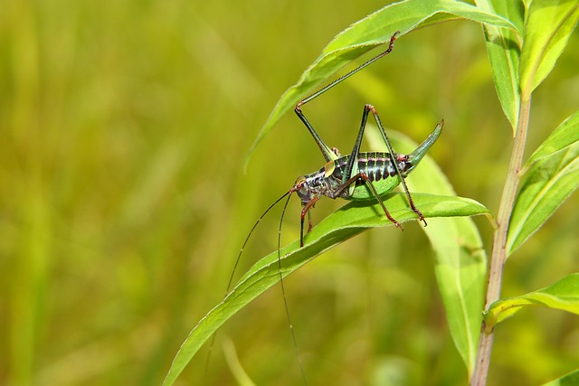 cricket-640x480-21755139.jpeg