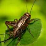 cricket-640x480-22441098.jpeg