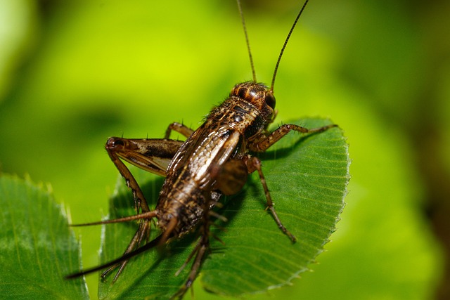 cricket-640x480-22441098.jpeg