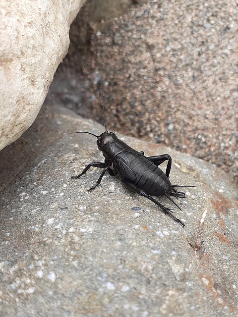 cricket-640x480-41461766.jpeg