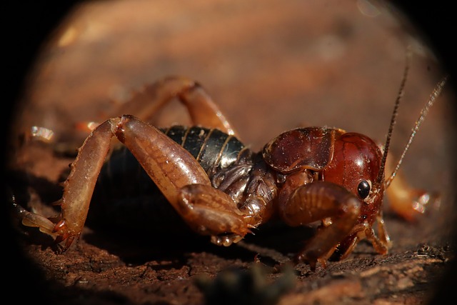 cricket