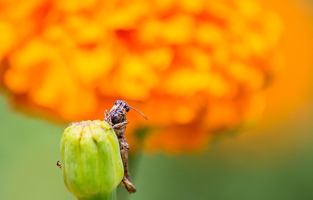 cricket