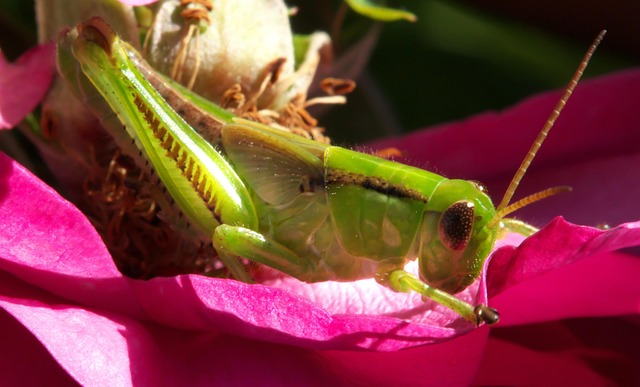 cricket