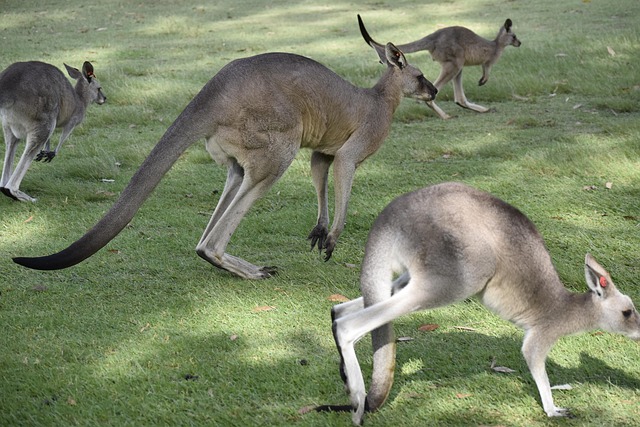 australia vs west indies