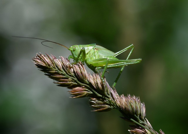 cricket-640x480-20215720.jpeg