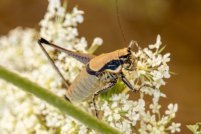 cricket