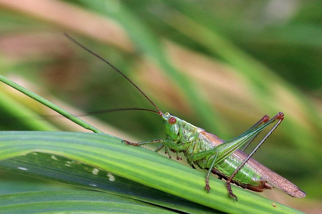cricket