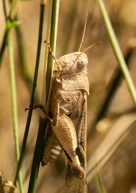 cricket