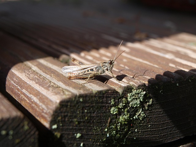 cricket