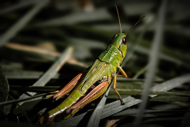 cricket