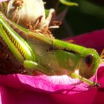cricket-640x480-36150551.jpeg