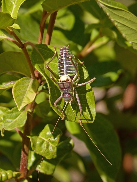 cricket