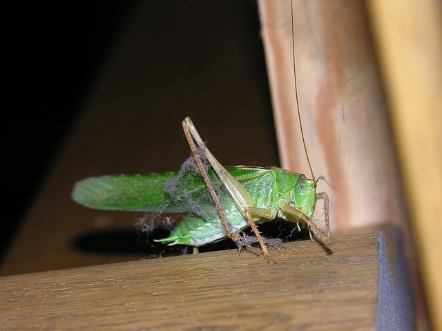cricket