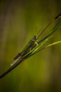 cricket-640x480-42922952.jpeg