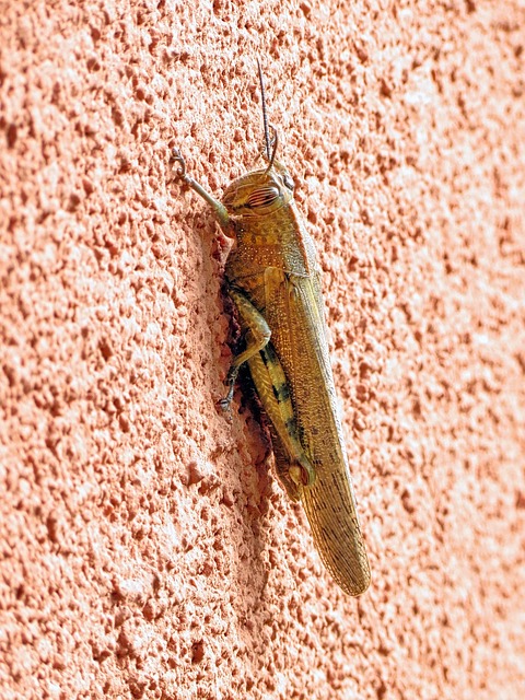 cricket