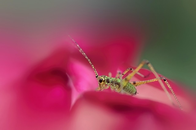 cricket
