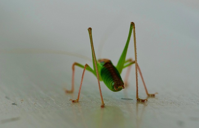 cricket