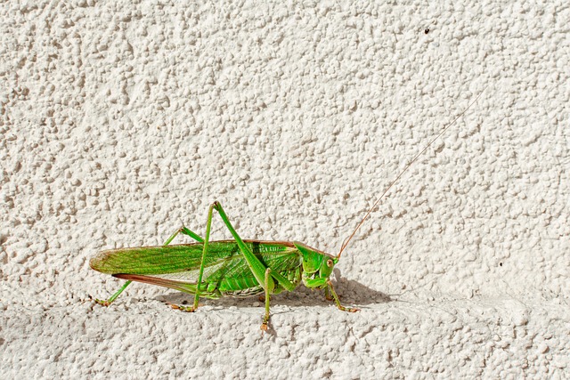 cricket