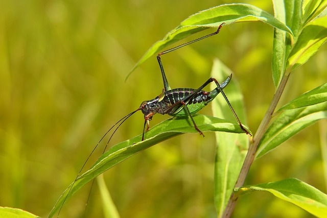 cricket