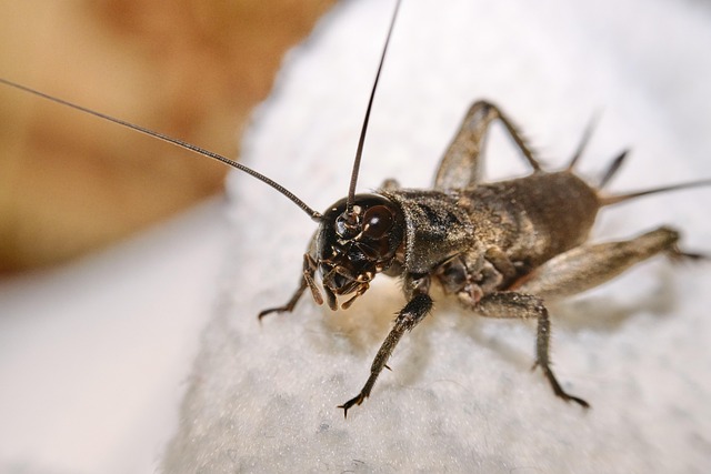 cricket-640x480-54413456.jpeg