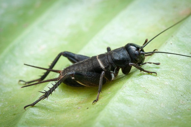 cricket