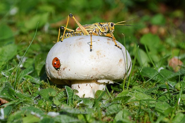 cricket