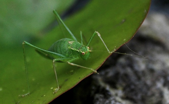 cricket