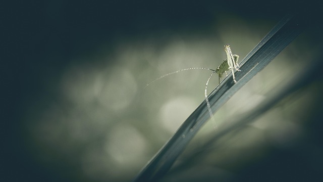 cricket-640x480-56030914.jpeg