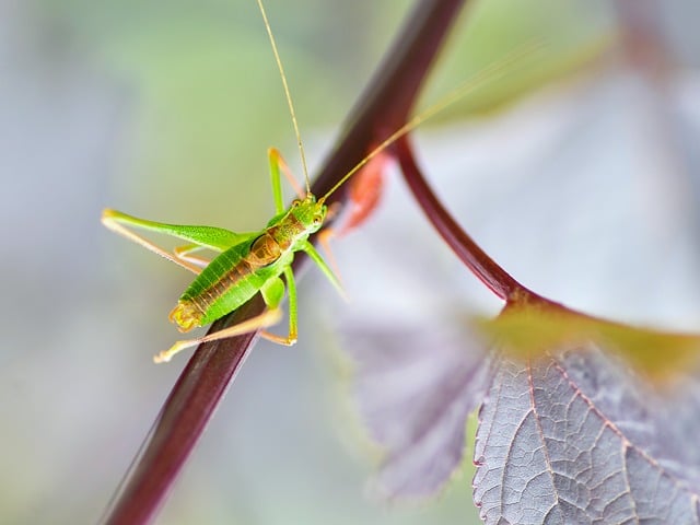 cricket