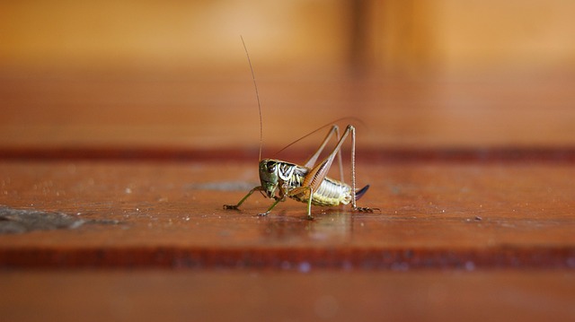 cricket-640x480-61547040.jpeg