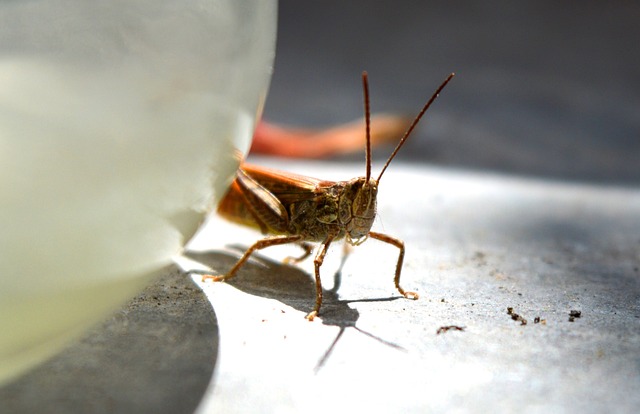 cricket