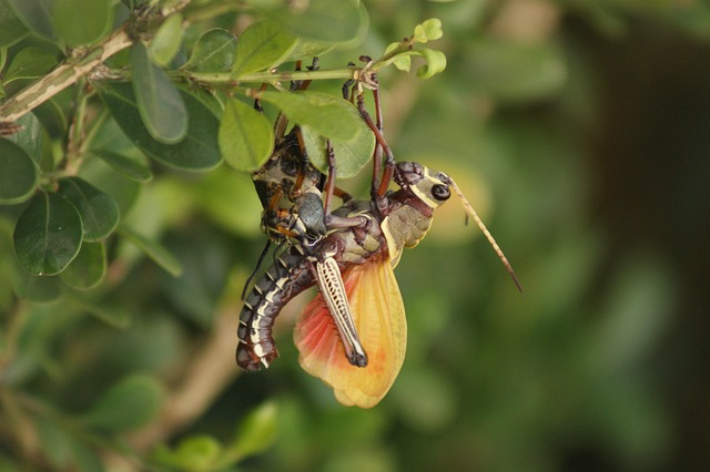 cricket-640x480-73808672.jpeg