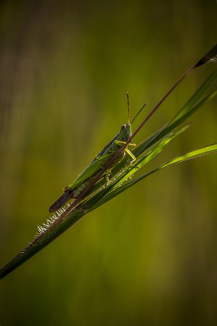 cricket