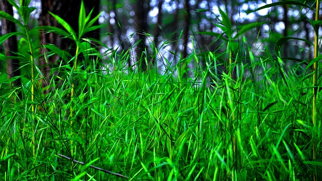 cricket-640x480-79522077.jpeg