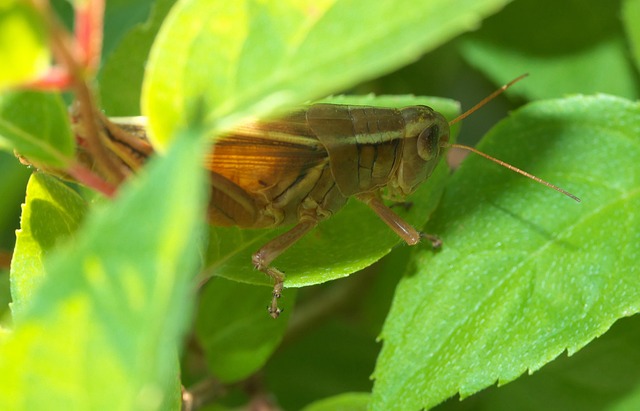 cricket