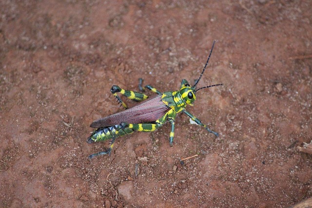 cricket