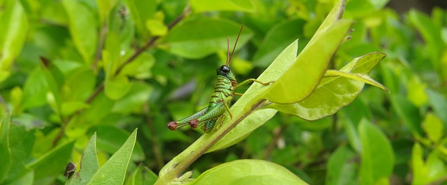 cricket