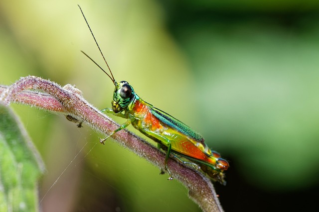 Cricket Team